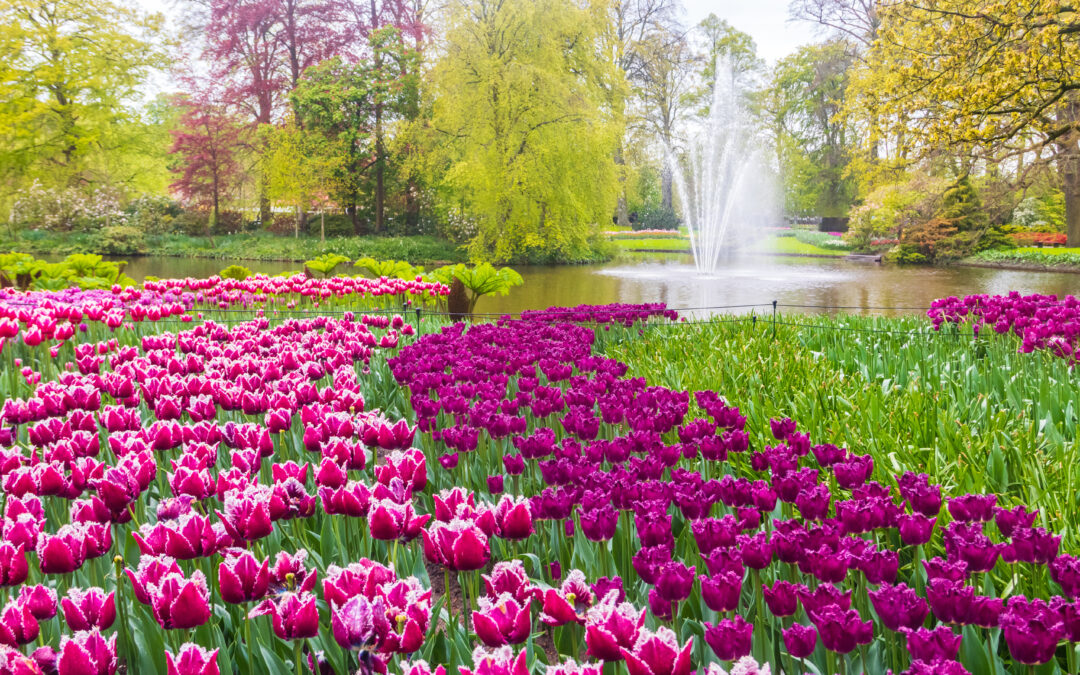 The Ultimate Dutch Tour (Sold Out)