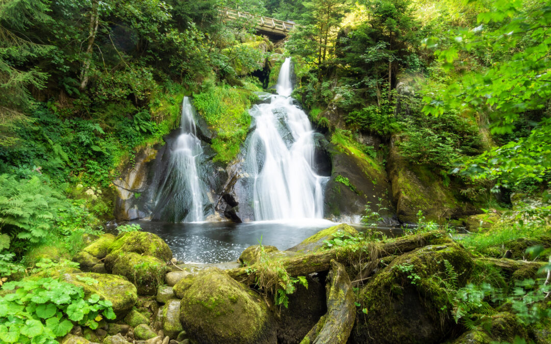 Black Forest Festival